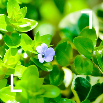 Bacopa