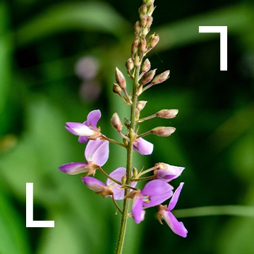 Desmodium