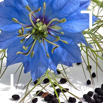 Huile de Nigelle