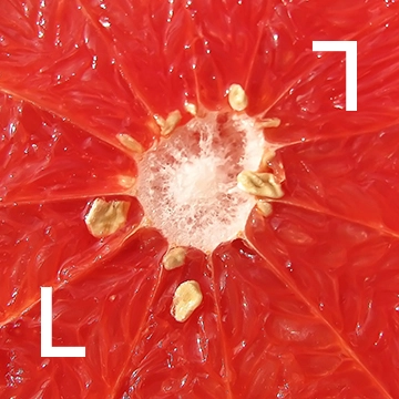 Extrait de pépins de pamplemousse