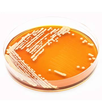 Saccharomyces boulardii