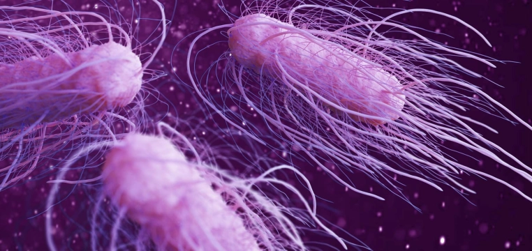 Escherichia coli