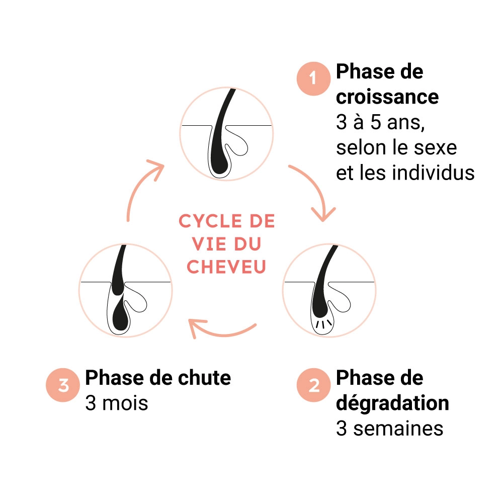 cycle du cheveu