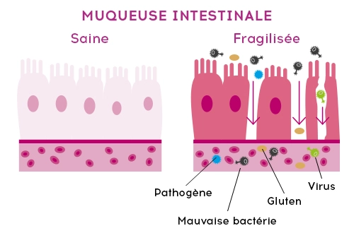 schema muqueuse intestinale