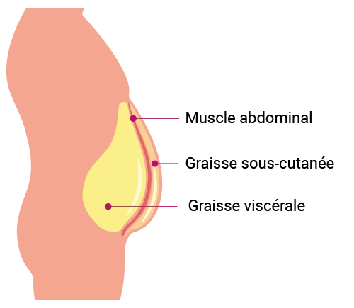 schéma graisse du ventre