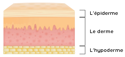 schéma couches de la peau